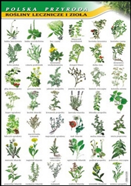 Zdjęcie Rośliny lecznicze i zioła