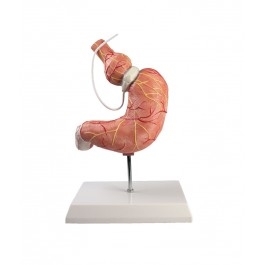 Zdjęcie Model żołądka z opaską, 2 części