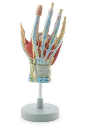 Zdjęcie Ręka, anatomia topograficzna, model 7-części