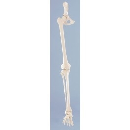 Zdjęcie Układ kostny nogi z elastyczną stopą