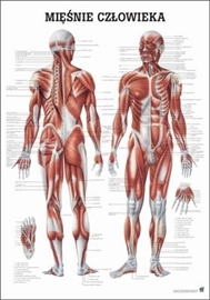 Zdjęcie Mięśnie człowieka - plansza / laminowana