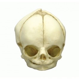 Zdjęcie Model czaszki płodu w 29.tygodniu