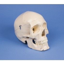 Zdjęcie Model 4.częściowy czaszki stomatologicznej