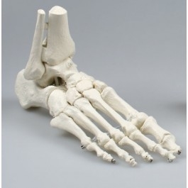 Zdjęcie Układ kostny stopy