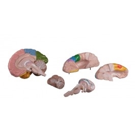 Zdjęcie Model mózgu 5.częściowy