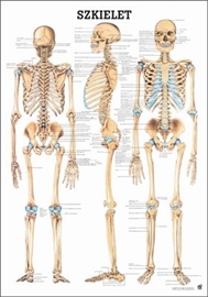 Zdjęcie Szkielet człowieka -plansza / laminowana