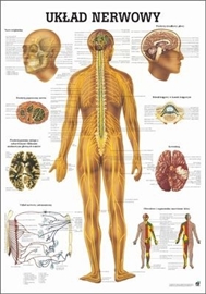 Zdjęcie Układ nerwowy - plansza / laminowana