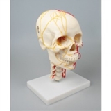 Model czaszki z układem naczyniowym
