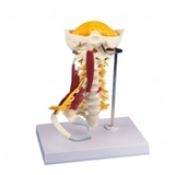 Model odcinka szyjnego z mięśniami