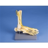 Układ kostny nogi z głównymi nerwami