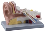 Ucho – model 4. częściowy