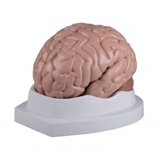 Model mózgu 5.częściowy