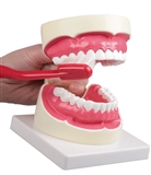 Model do higieny jamy ustnej