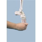 Układ kostny nogi z oznaczeniami mięśni