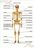 Człowiek –szkielet  i praca mięśni
