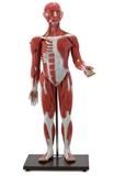 Figura mięśniowa człowieka, model 30-częścio