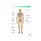 ANATOMIA CZŁOWIEKA - zestaw 31 plansz