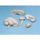 Miękki model mózgu, 8.części