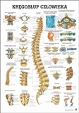 Kręgosłup człowieka - plansza/laminowana