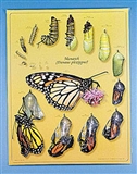 Kolorowy Poster