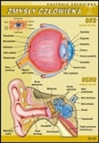 Anatomia człowieka - zestaw 17 plansz