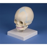 Model czaszki 30.tygodniowego płodu
