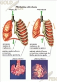 Człowiek – oddychanie  i układ krążenia
