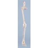 Układ kostny nogi z oznaczeniami mięśni