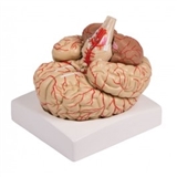 Model mózgu 9.częściowy