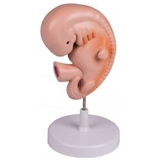 Model 4.tygodniowego embrionu ludzkiego