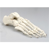 Układ kostny stopy, kości ponumerowane