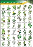 Rośliny lecznicze i zioła