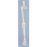 Układ kostny nogi z elastyczną stopą