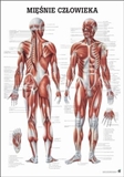 Mięśnie człowieka - plansza / laminowana