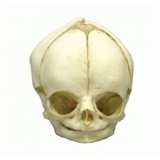 Model czaszki płodu w 29.tygodniu