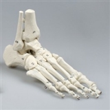 Układ kostny stopy, kości ponumerowane