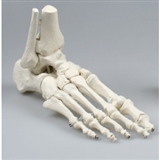 Układ kostny stopy