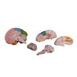 Model mózgu 5.częściowy