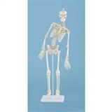 Miniatura Szkielet 