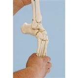 Układ kostny stopy, model elastyczny