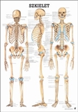 Szkielet człowieka -plansza / laminowana